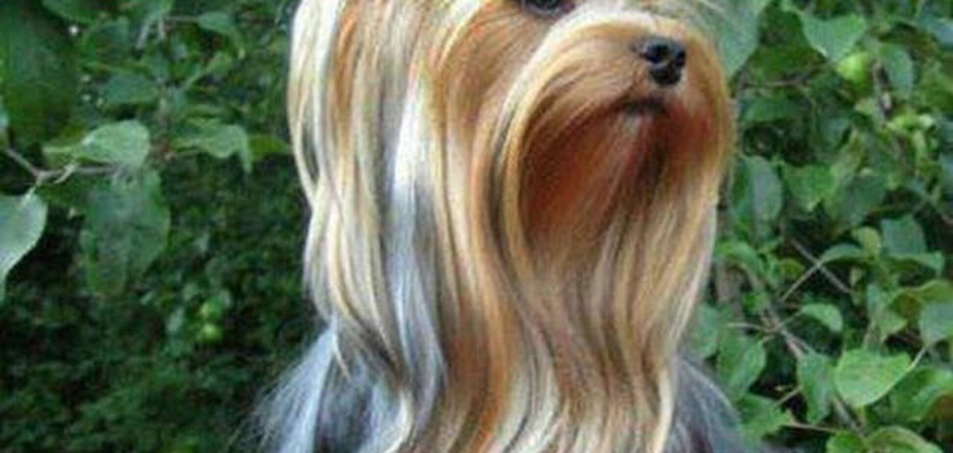 Попали на крючок: в Киеве разоблачили аферу с животными в интернете