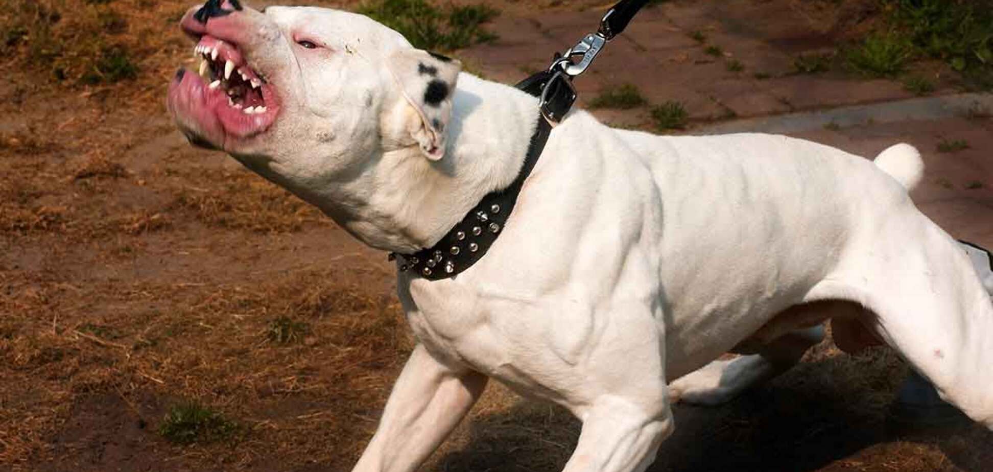 Внезапно взбесился: под Киевом пес отгрыз хозяйке кисти рук