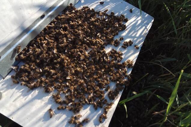 Під Харковом таємниче вимерли всі бджоли