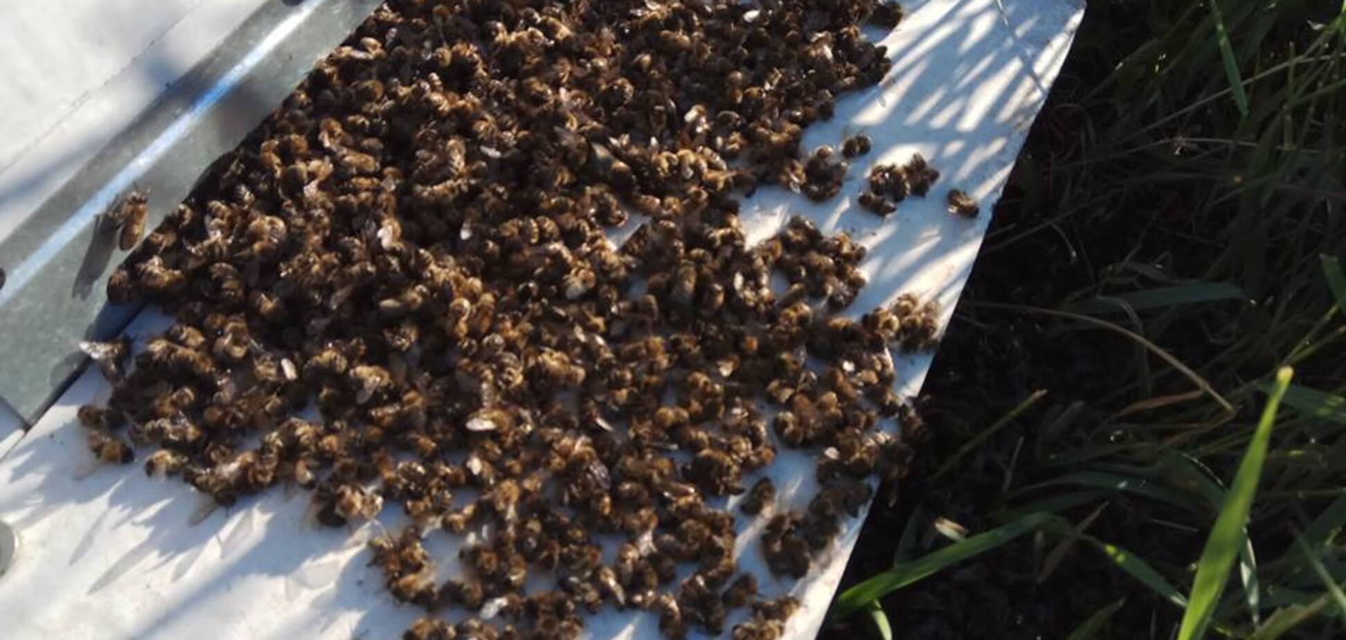 Под Харьковом таинственно вымерли все пчелы