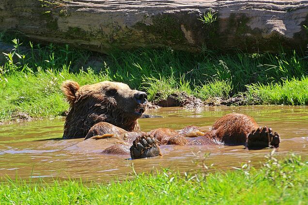 В Калифорнии медведь прыгнул в бассейн, спасаясь от жары