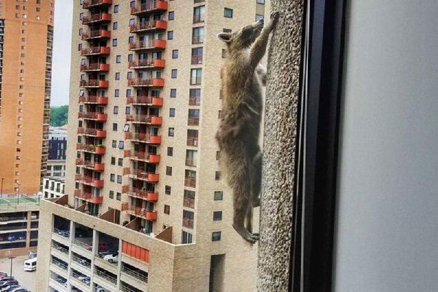 Отважный енот стал героем сети