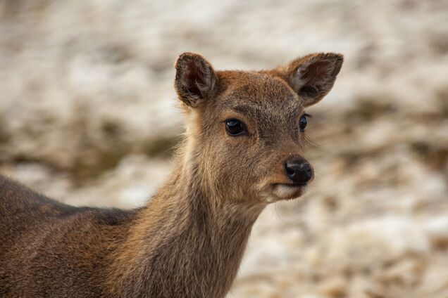 В зоопарке Межигорья похвастались пополнением: видео
