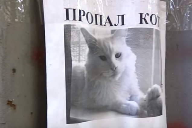 'Плакат із Хогвардса': оптична ілюзія з котом підкорила мережу