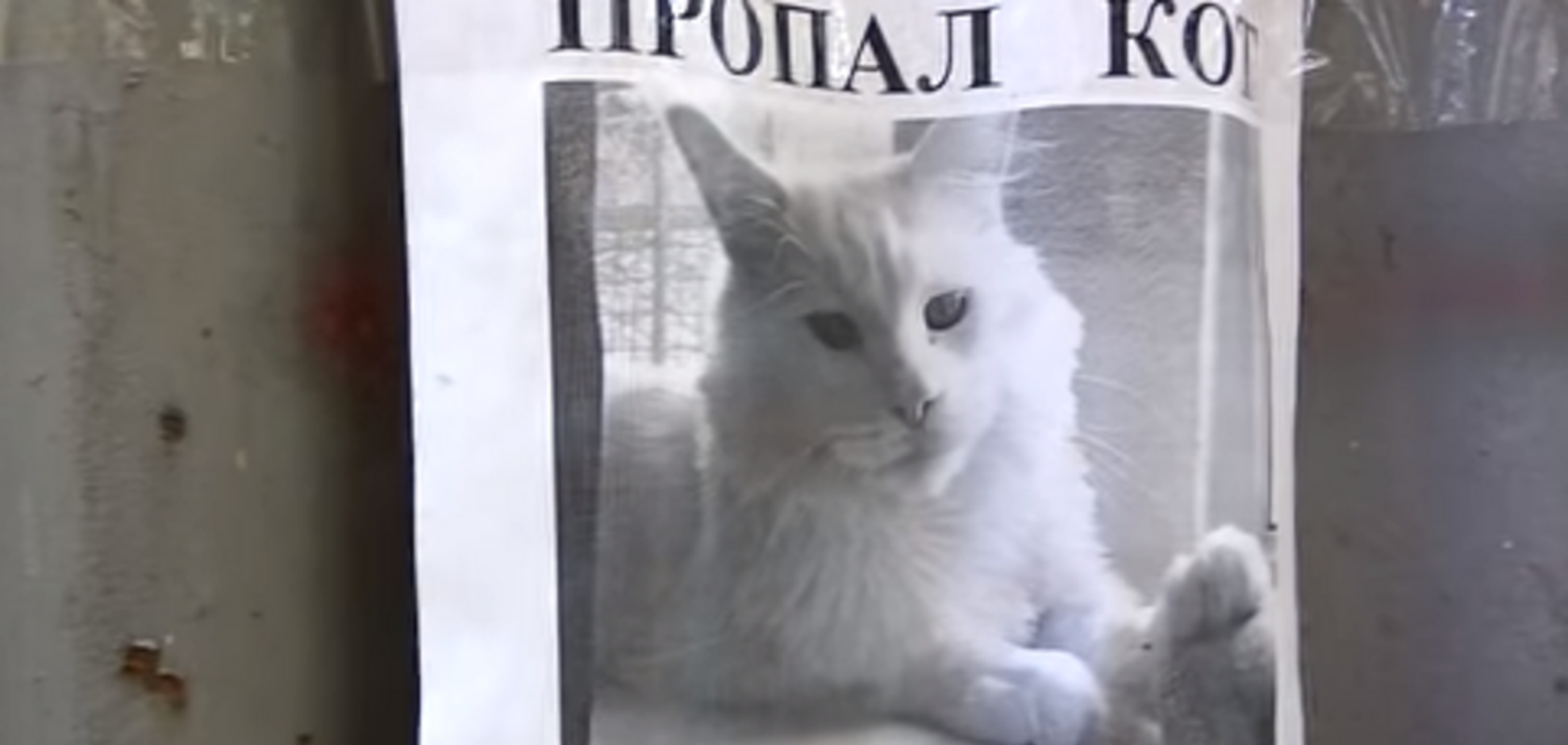 'Плакат из Хогвардса': оптическая иллюзия с котом покорила сеть