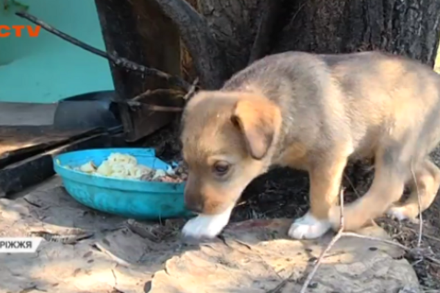 Жорстокість шокувала все місто: догхантерами в Запоріжжі займеться поліція