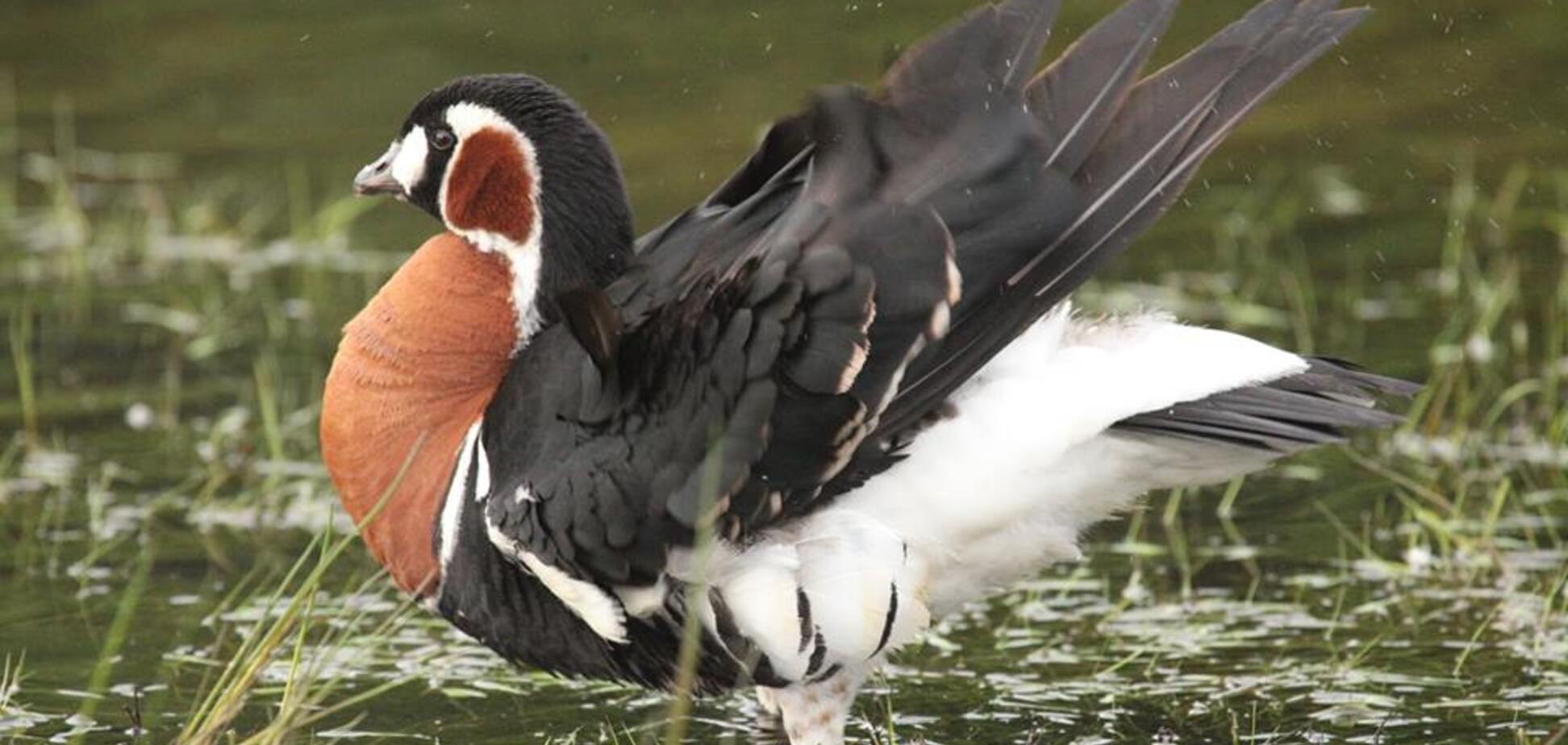 В Киеве заметили редкую северную птицу