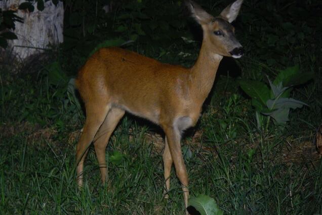 Не боялась людей: под Киевом отловили редкое животное
