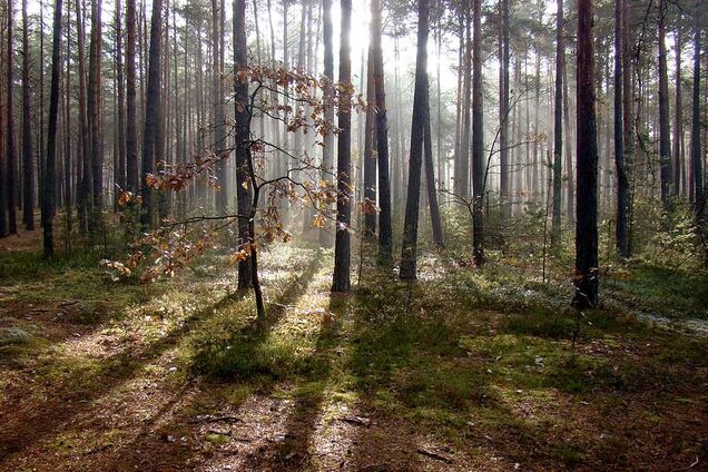 Чому гине ліс, або Чи буде уряд боротися з короїдом?