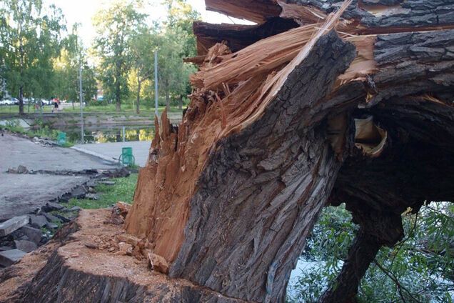 Гроза в Киеве: упавшее дерево убило человека