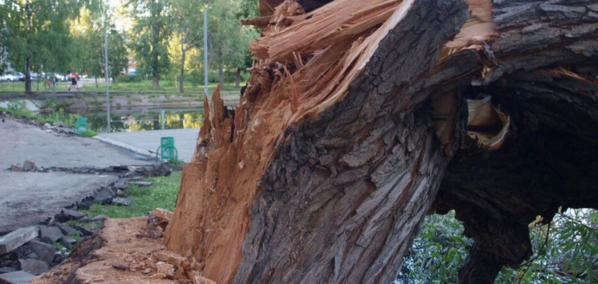 Гроза в Києві: дерево, яке впало, вбило людину
