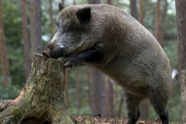 На Хортице туристы встретили дикое животное. Видеофакт