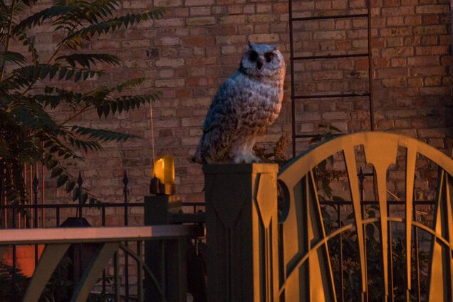 Андріївський узвіз на світанку: опубліковані неймовірні фото