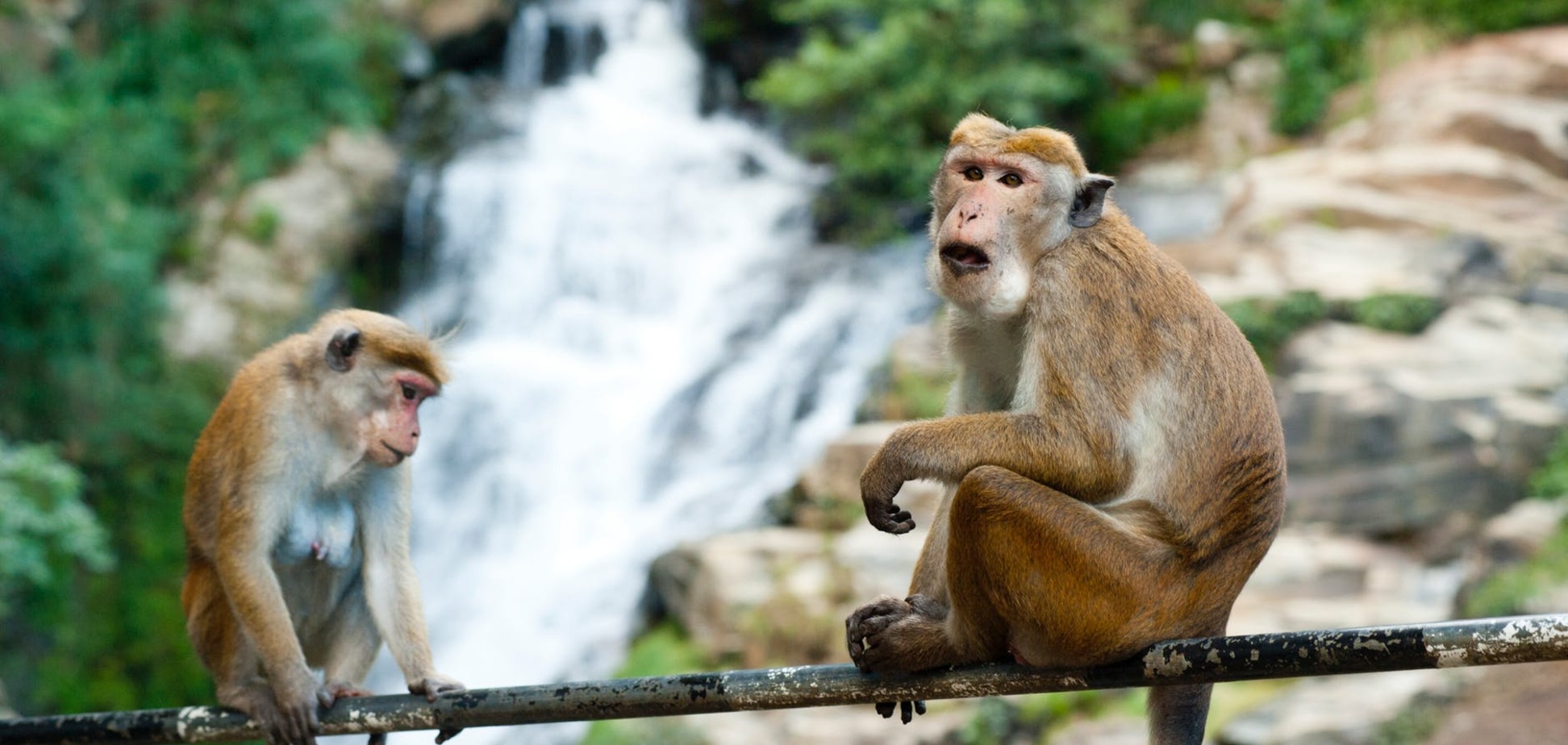 В Таиланде переселят обезьян на необитаемые острова
