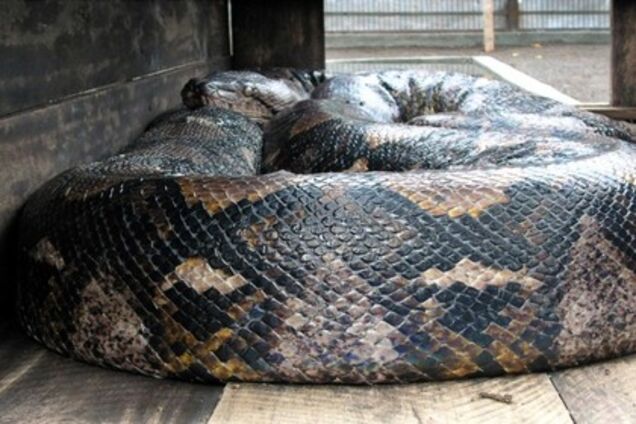 Гігантський пітон цілком проковтнув домогосподарку