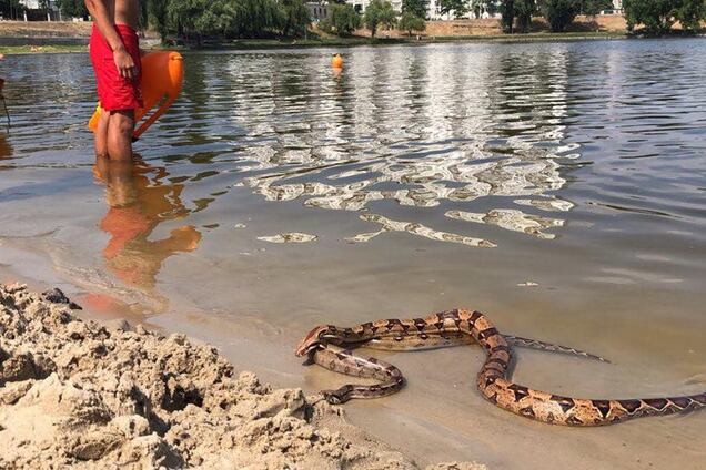 Киевлян испугали гигантские змеи на пляже
