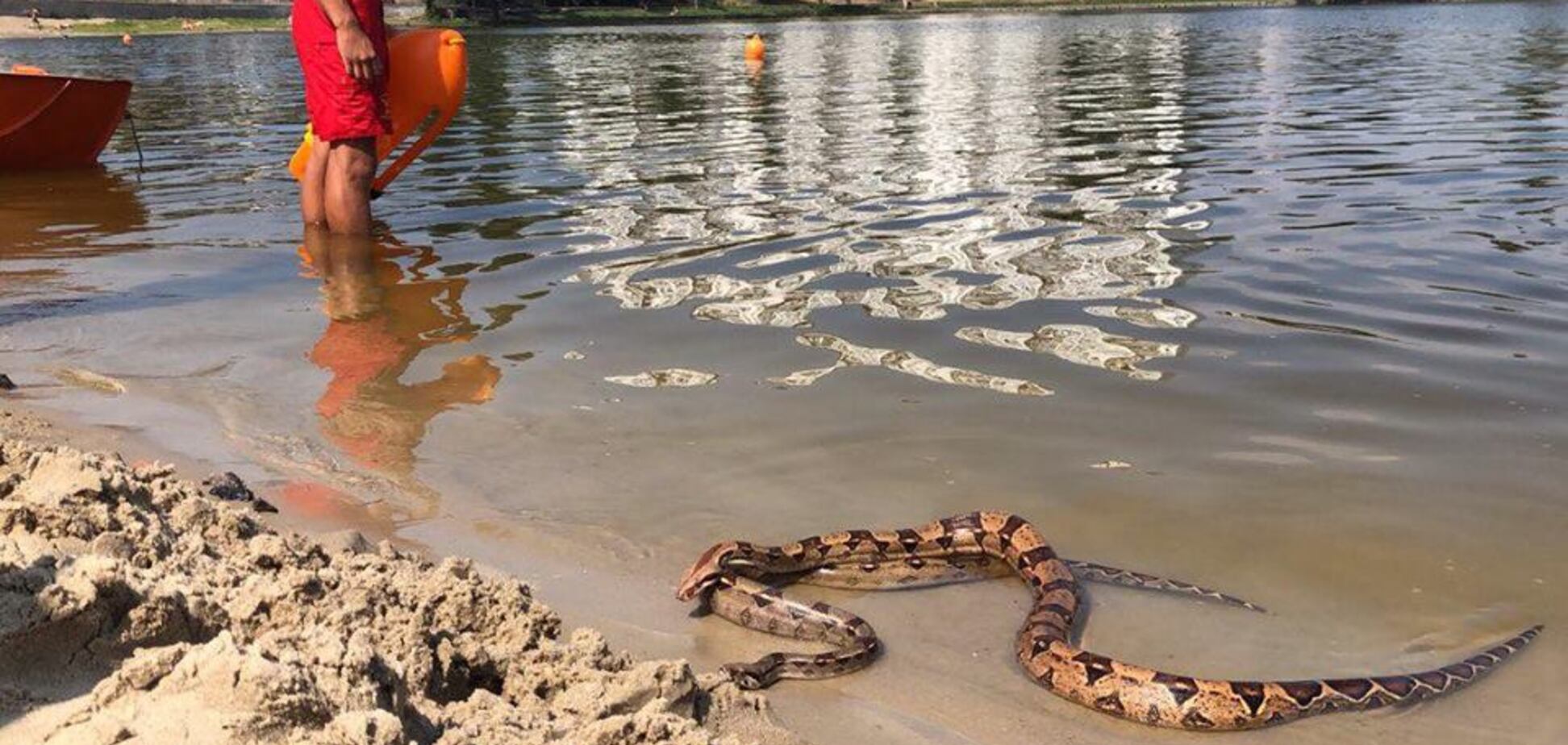 Киевлян испугали гигантские змеи на пляже 
