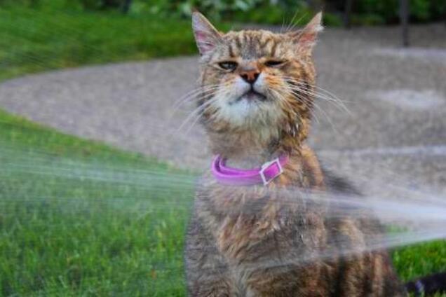 'Пшикайте на кота': в Украину идет адская жара