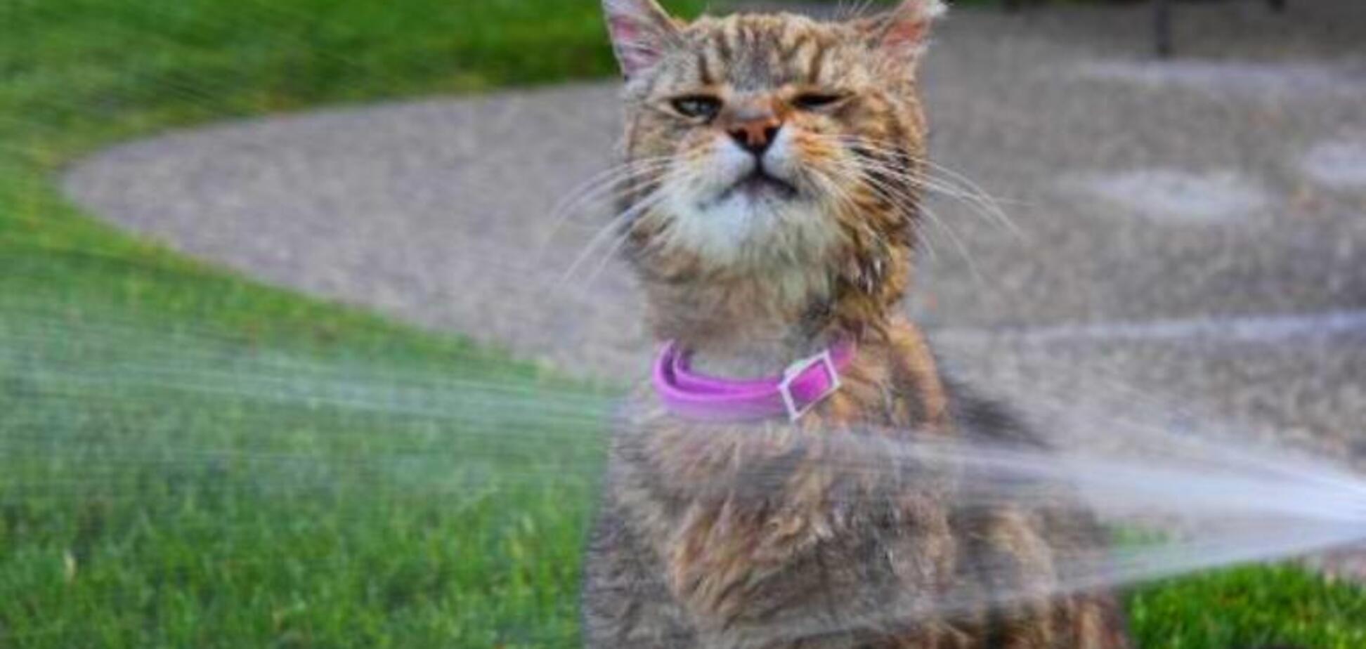 'Пшикайте на кота': в Украину идет адская жара