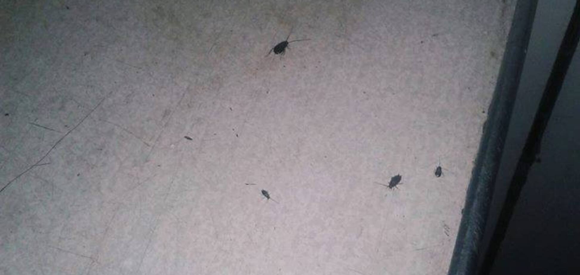 Убожество: в сети появились фото из вагона поезда 'Укрзалізниці', кишащего тараканами