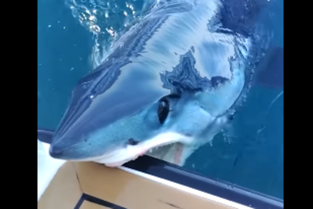 В Новой Зеландии морской монстр напал на лодку: видеофакт