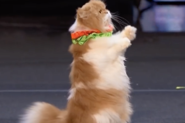 'Учениці Куклачова?' Українки викликали фурор на талант-шоу в США