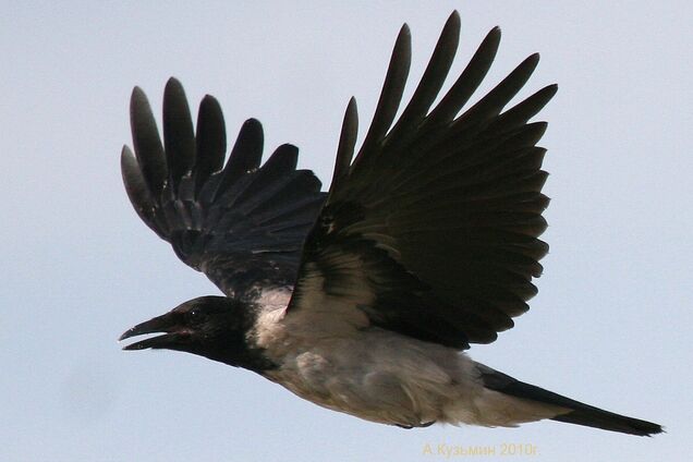 Бьют по голове: в Киеве вороны начали нападать на людей