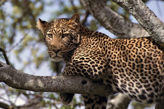 В Індії мавпи врятували леопарда: момент потрапив на відео