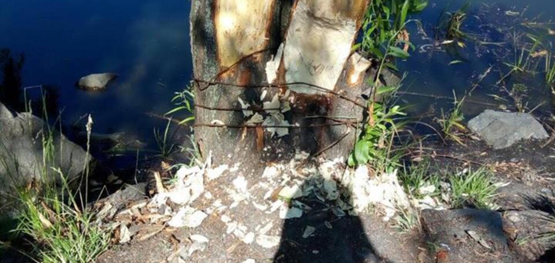 Кияни забили на сполох через бобрів у озера