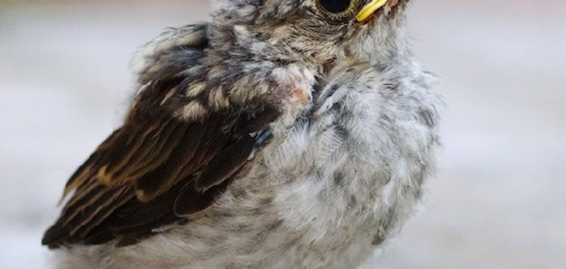 Що робити, якщо ви знайшли пташеня: поради