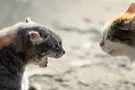 Бездомные кошки в Турции