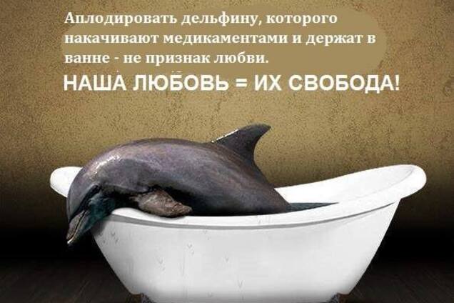 "Жить им недолго": правда о дельфинариях
