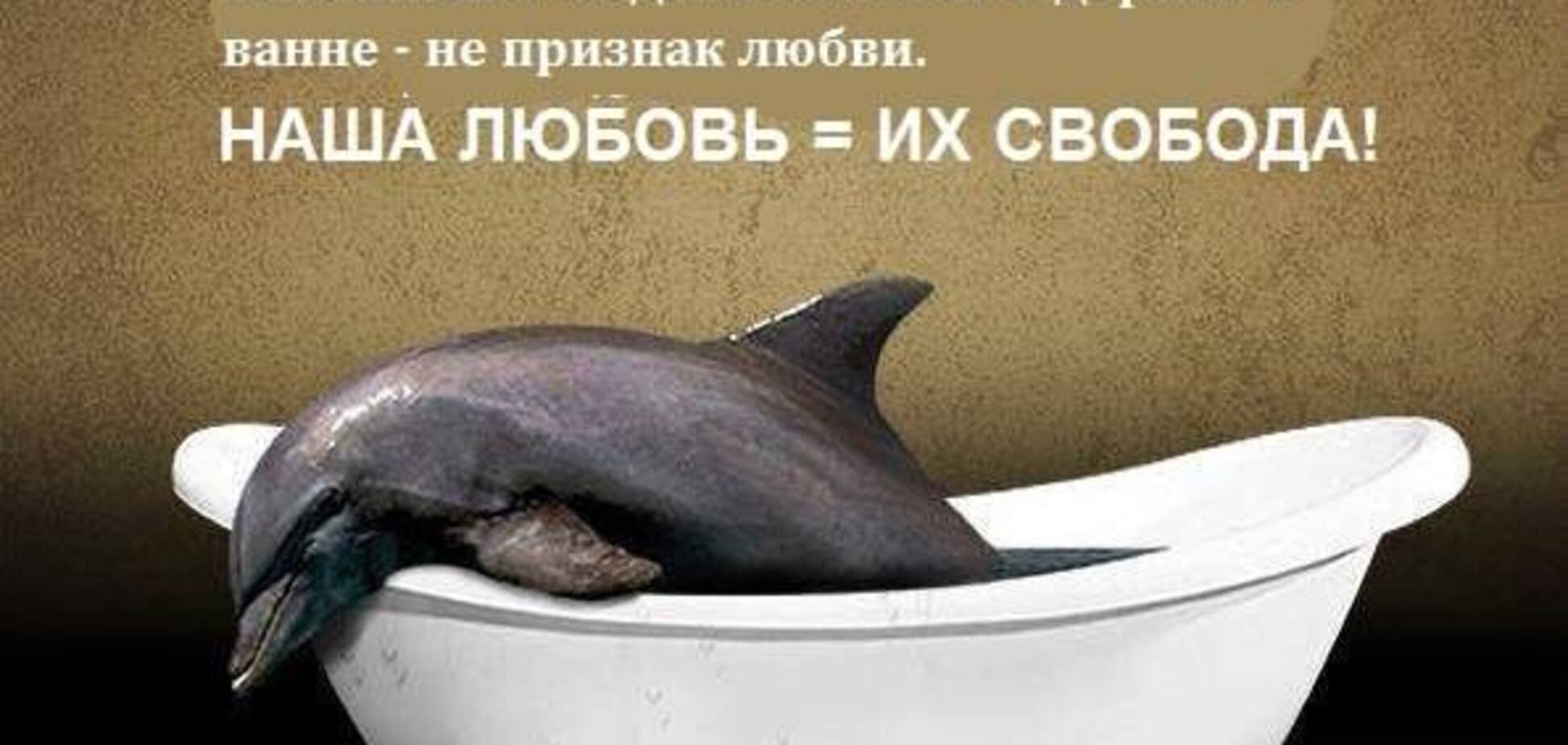 'Жить им недолго': правда о дельфинариях