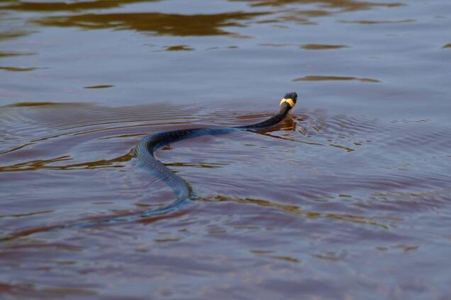 Дівчину вкусила змія в річці на Київщині