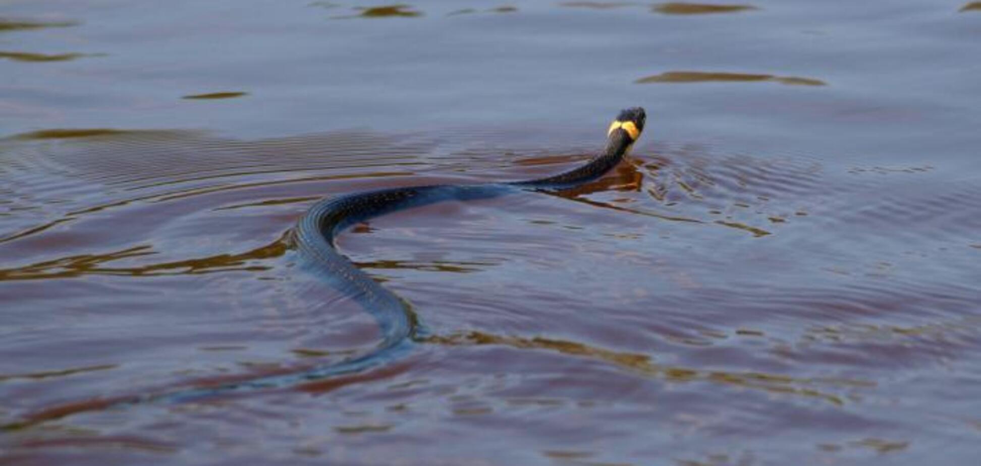 Девушку укусила змея в реке на Киевщине