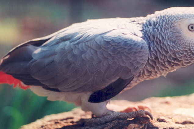 Под Киевом нашли огромного попугая