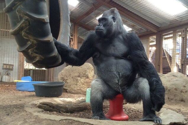 Померла найрозумніша в світі горила Коко: чим вона унікальна