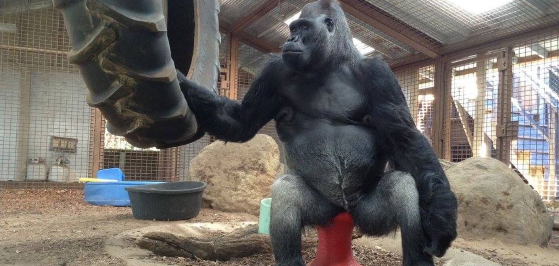 Умерла самая умная в мире горилла Коко: чем она уникальна