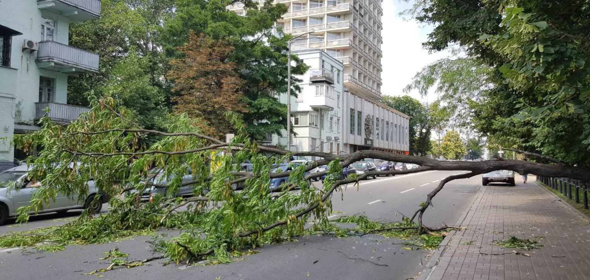 У Києві біля Ради дерево звалилося на авто: ексклюзивні фото