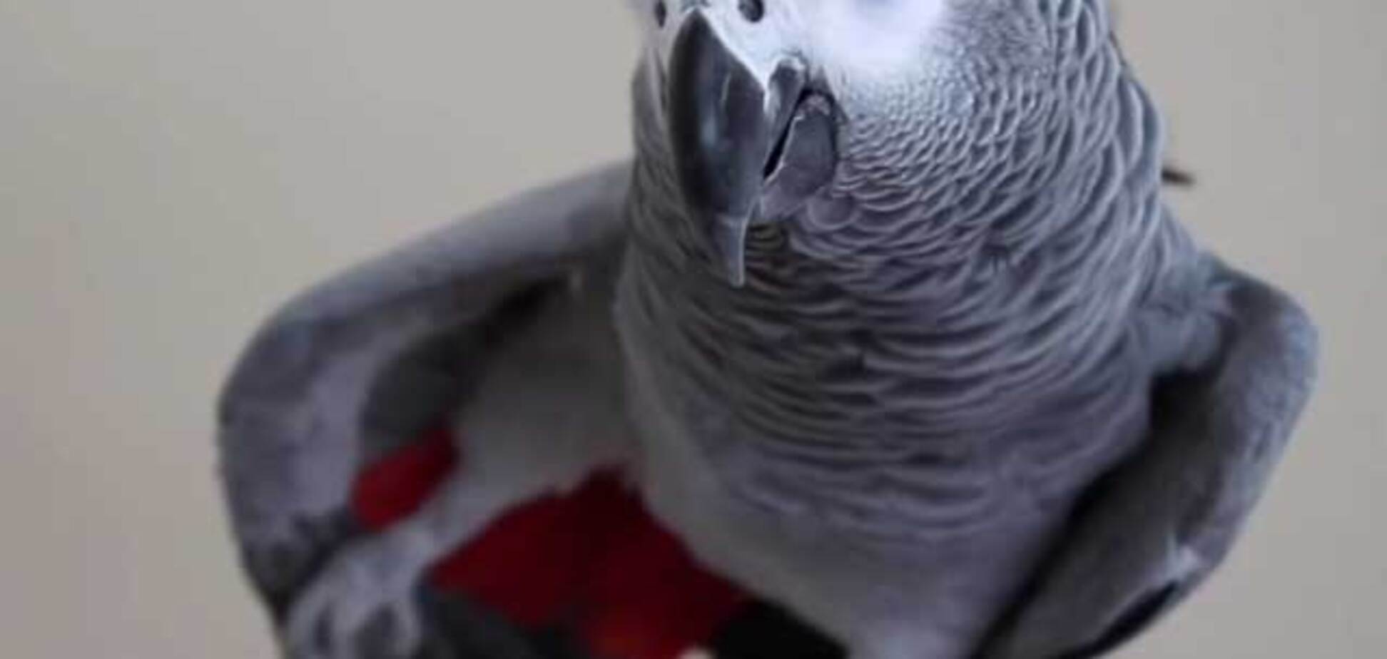 Под Киевом нашлись хозяева редкого попугая