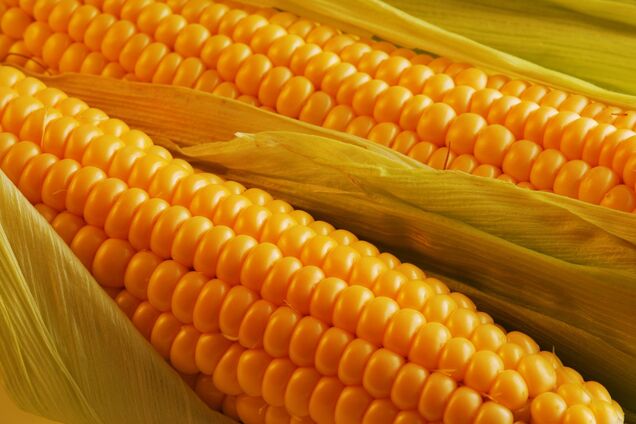 Мифы и легенды одесской кухни: кукуруза