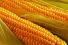 Мифы и легенды одесской кухни: кукуруза
