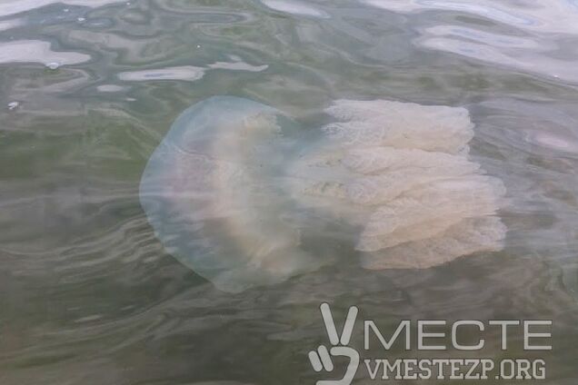 Азовське узбережжя атакували гігантські медузи