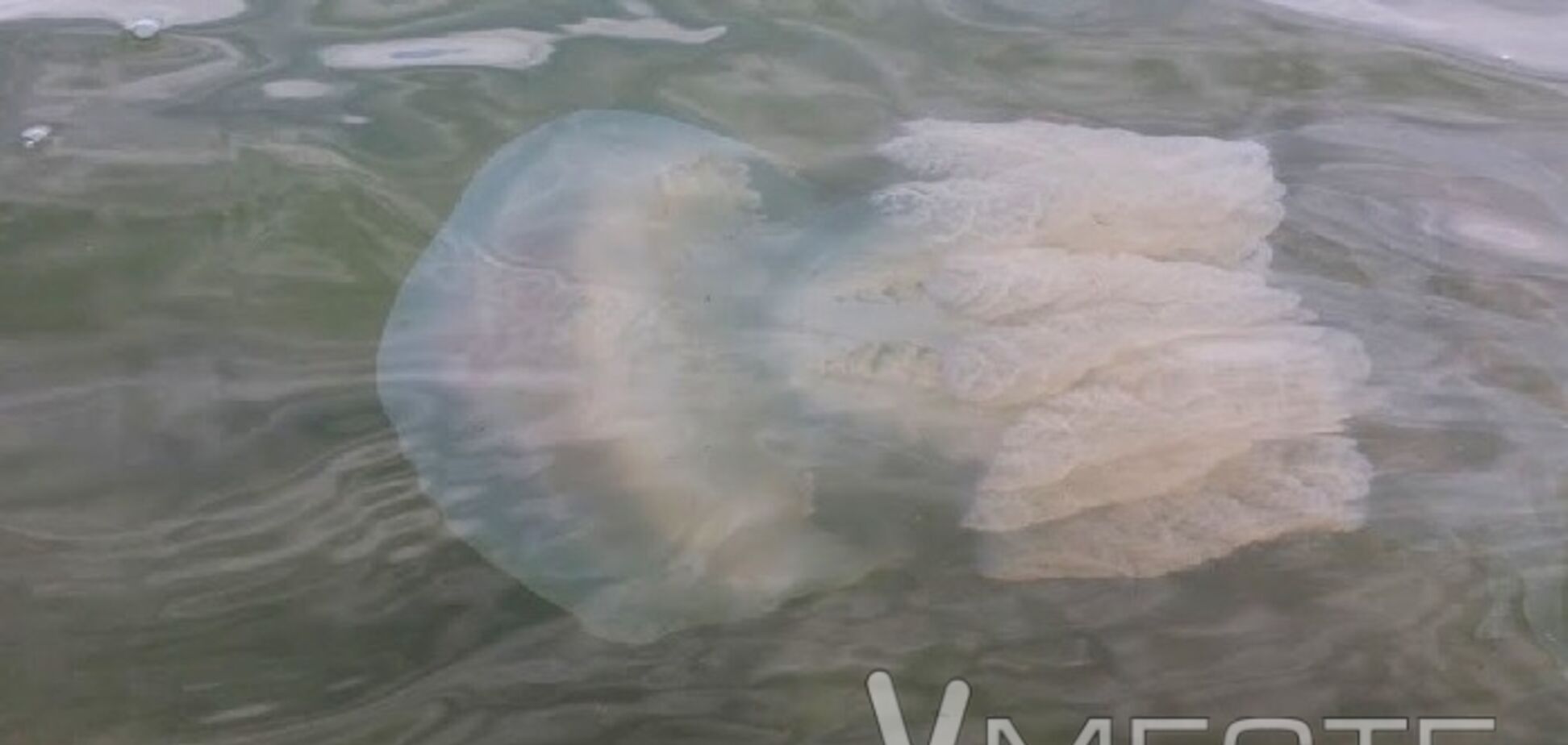 Азовське узбережжя атакували гігантські медузи