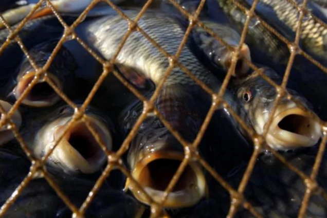 'Карманная мафия': на Херсонщине рыбпатруль поймали на связи с коррупционерами