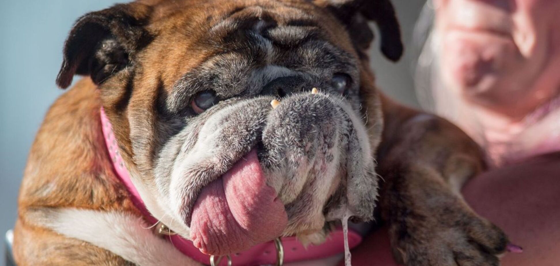 Самая уродливая собака-2018: в США показали страшного победителя. Фоторепортаж