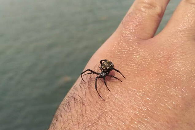 Під Одесою помітили отруйного павука: фото