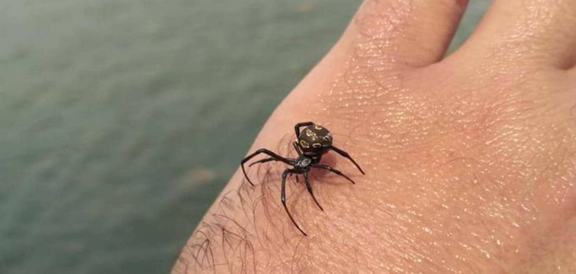 Под Одессой обнаружили ядовитого паука: фото