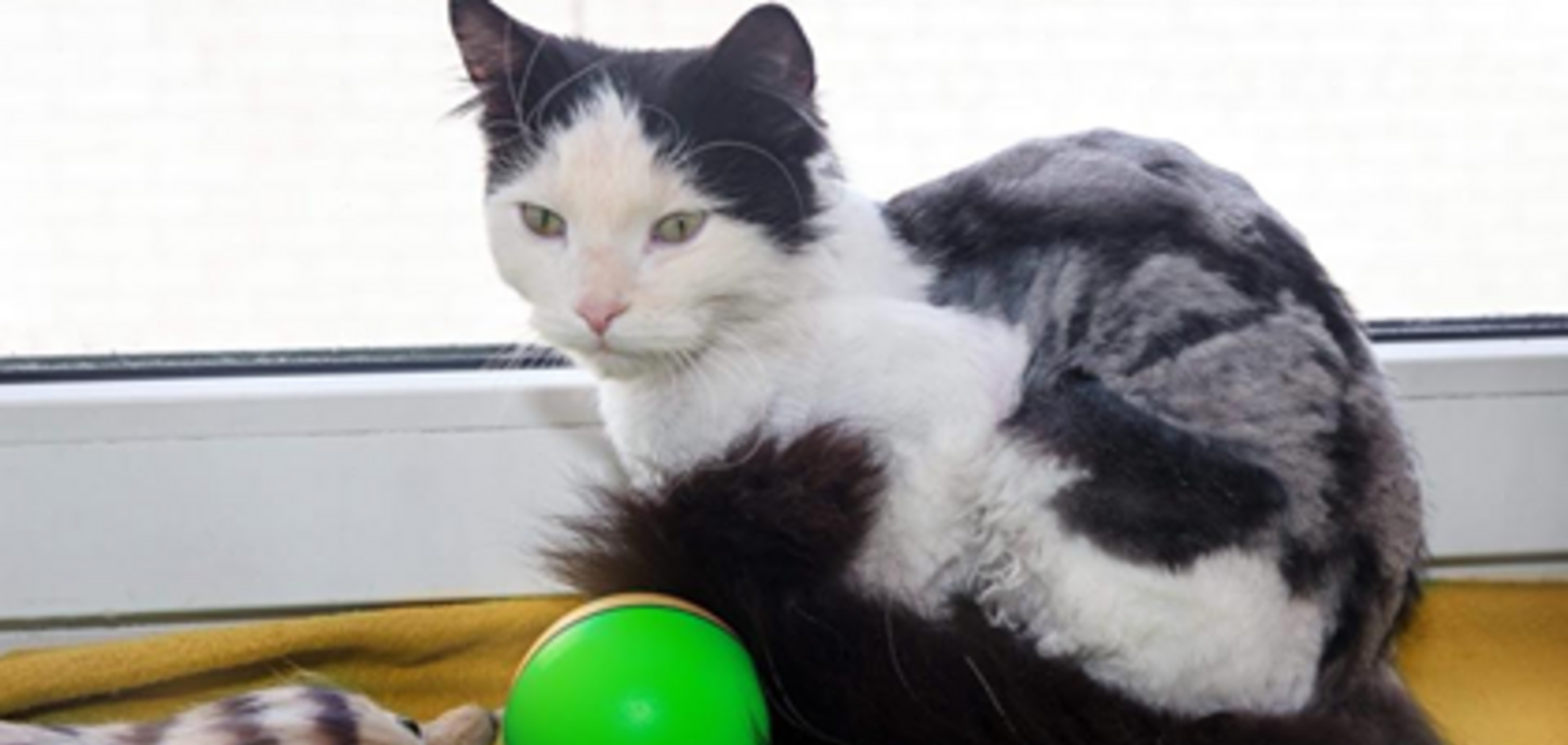 Пухнасті і самотні: котики Дніпра, які шукають домівку