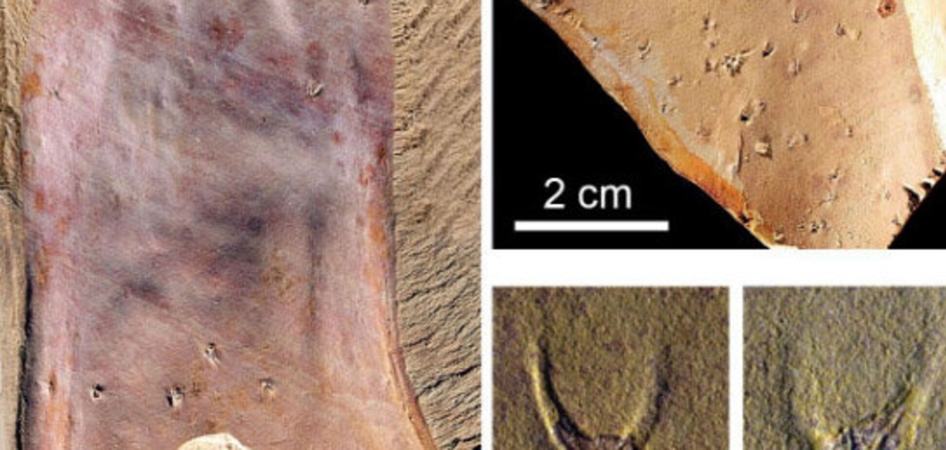 У Китаї знайшли останки невідомої тварини: опубліковані фото